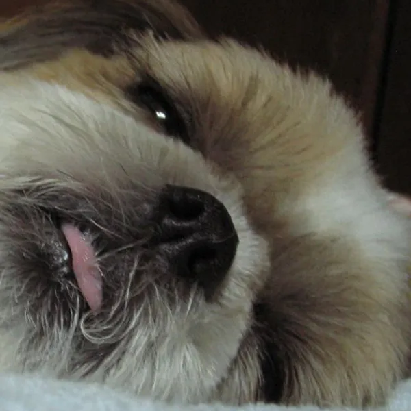Shih Tzu ready to sleep