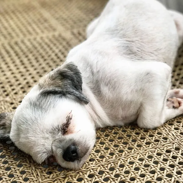 Shih Tzu should not eat before going to sleep