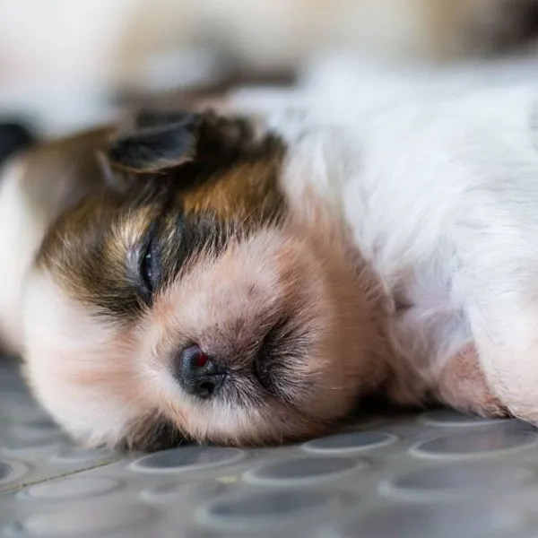 Shih Tzu sleeping puppies