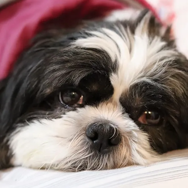Shih tzu teaching how to sleep better