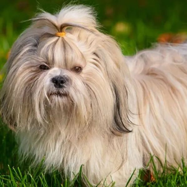 how long does a shih tzu get constipated