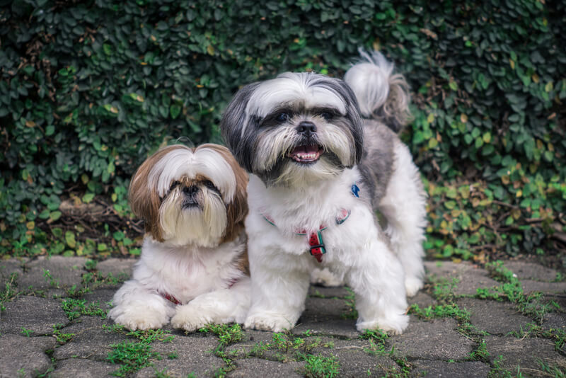 How to you spell shih tzu
