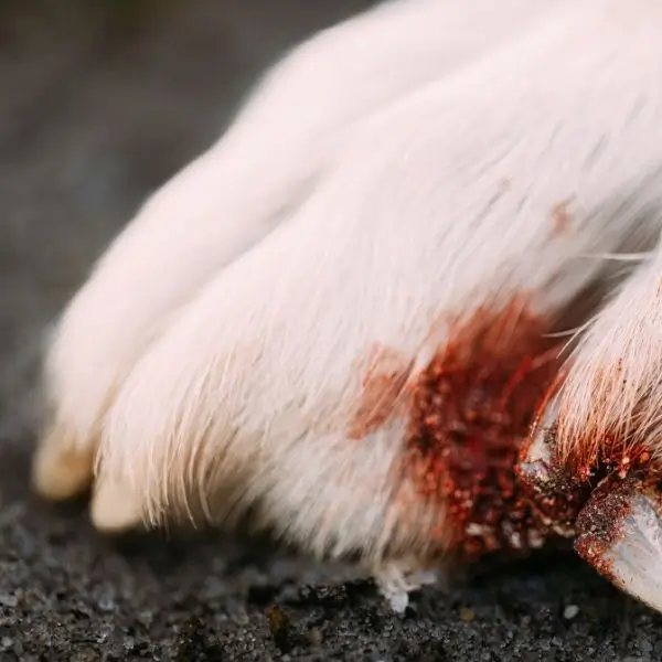 Paw injury