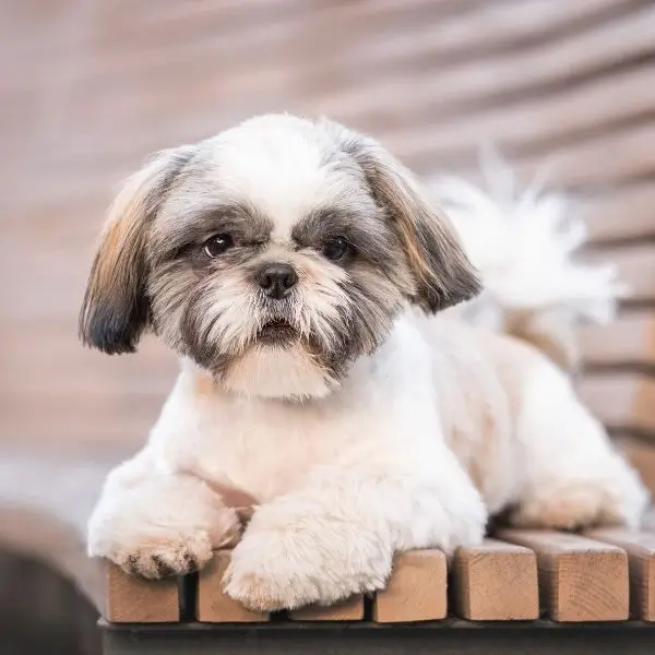 Shih Tzu Paw Licking