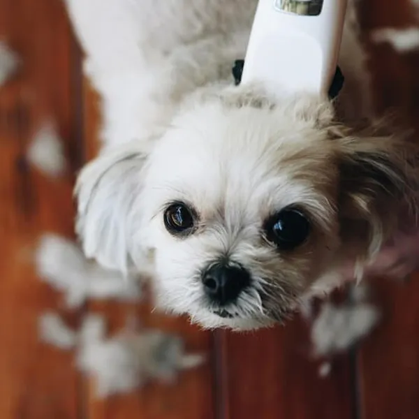Shih Tzu best clipper and blades