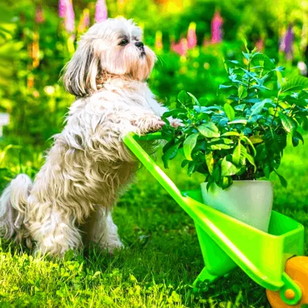 Playing with your shih tzu