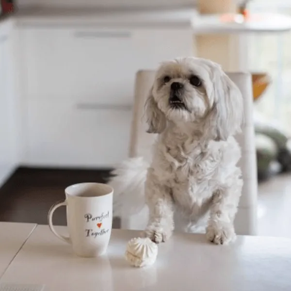 Recommended diet for old shih tzu