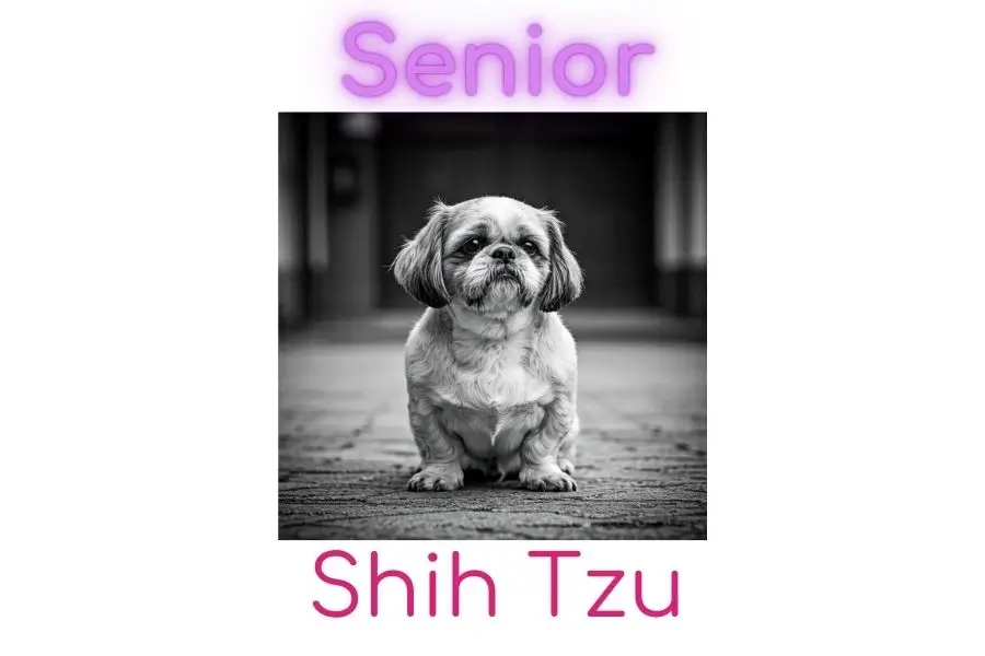 Senior Shih Tzu