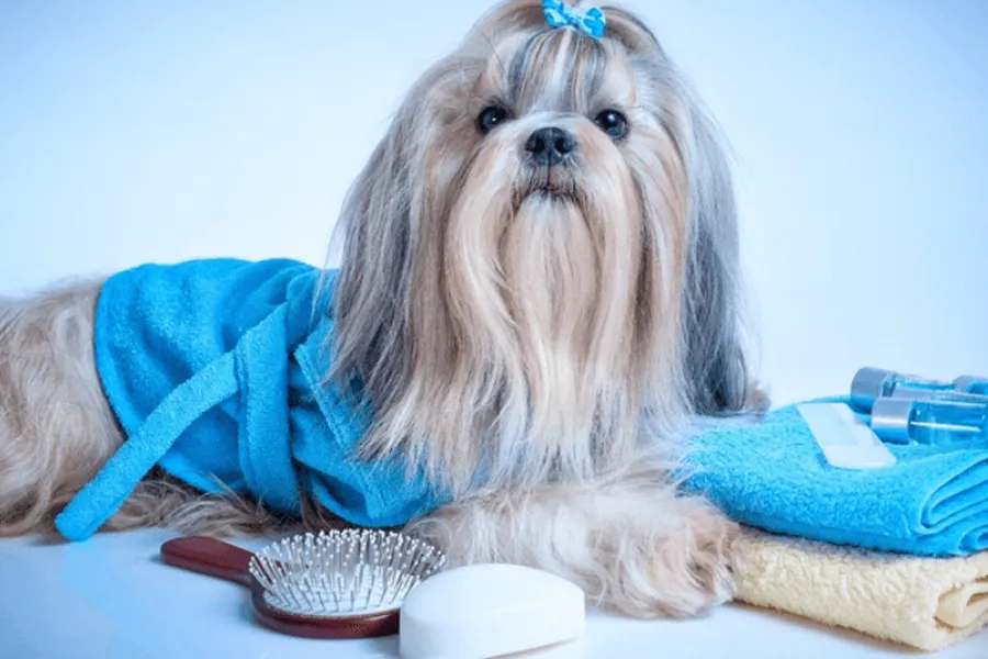 Shih Tzu Best Shampoo
