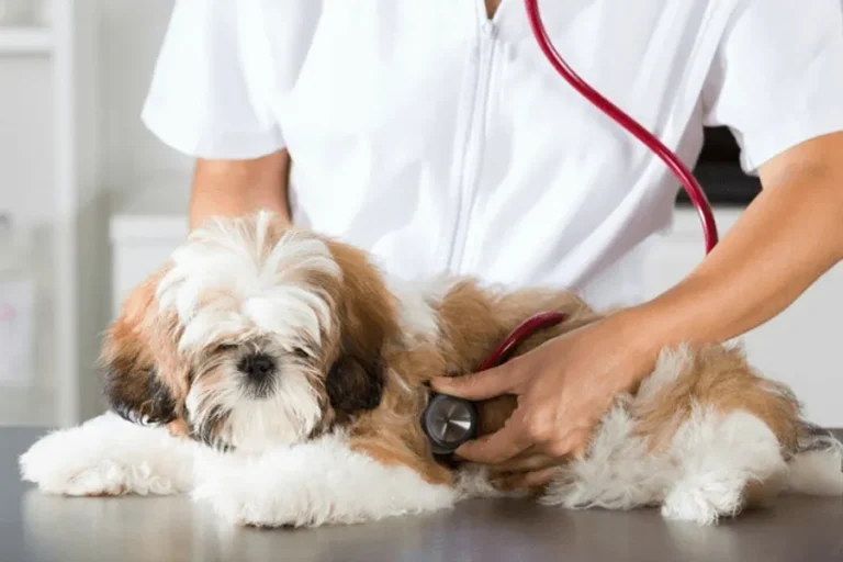 Shih Tzu Fever