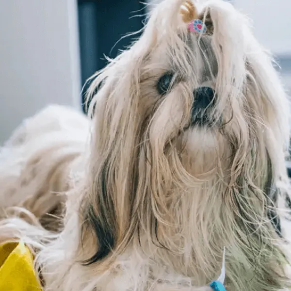 Shih Tzu - How to tell if its already old