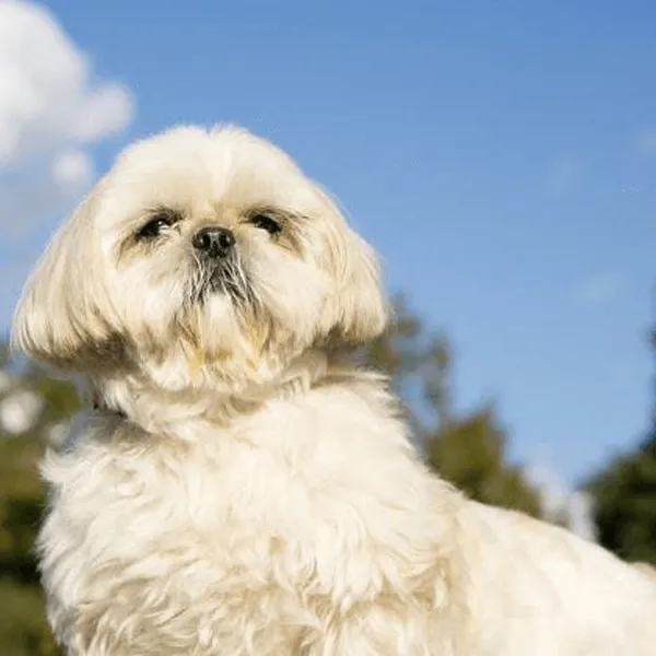 Shih Tzu fever prevention