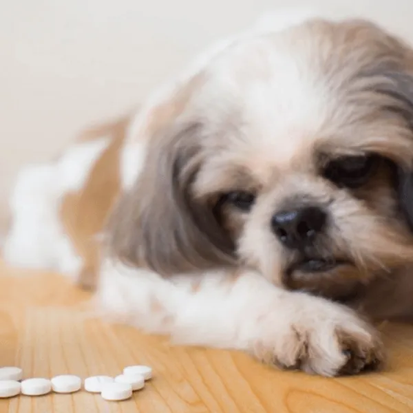 Shih Tzu Fever
