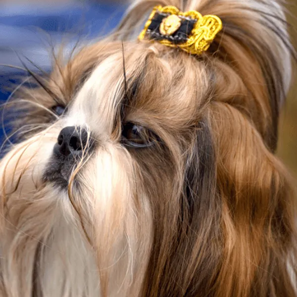 Shih Tzu with fever and what to do