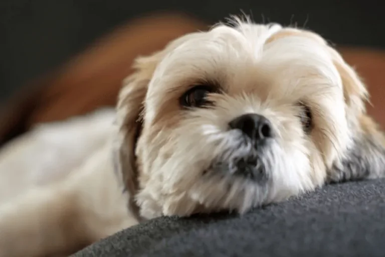 Shih Tzu Dry Nose