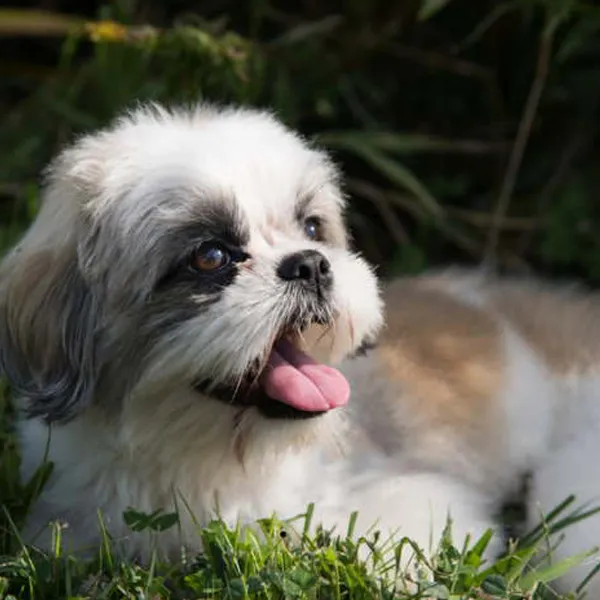 Shih Tzu causes of dry nose