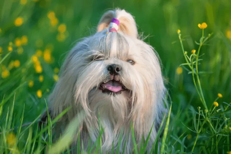 Foods That You Shouldn't Give to Your Shih Tzu