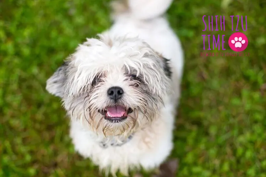 How to Get Your Shih Tzu to Stop Chewing