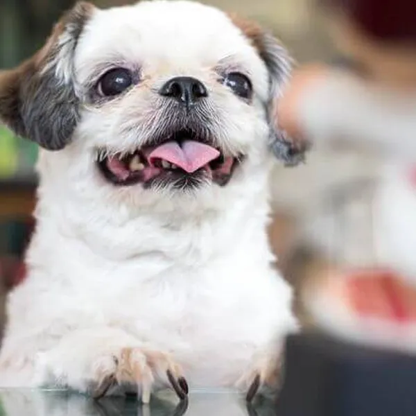 Shih Tzu adult chewing