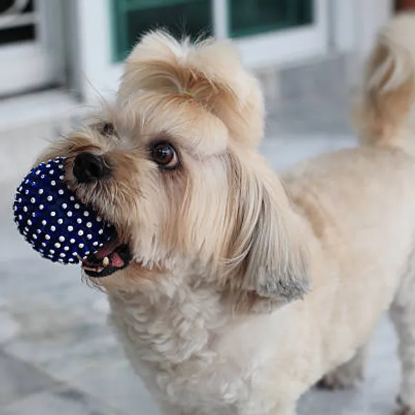 Shih Tzu trips and tricks to help stop chewing