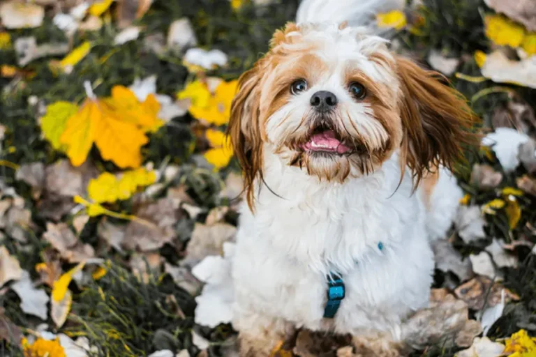 Shih Tzu - Causes and Treatments for a Vomiting