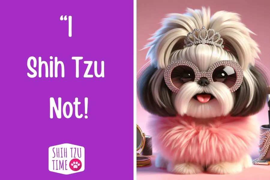 I shih tzu not