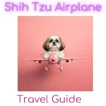 Shih Tzu Airplane
