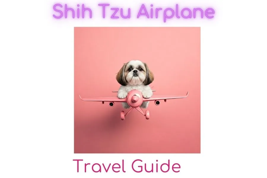 Shih Tzu Airplane