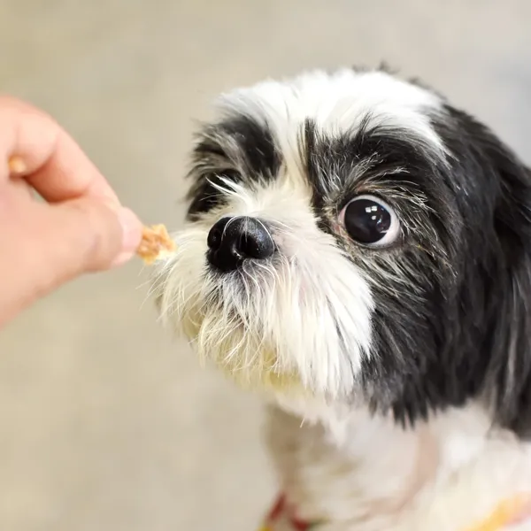About Enzymes for your Shih Tzu