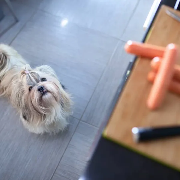 Shih Tzu - Enzymes in many plants and offal