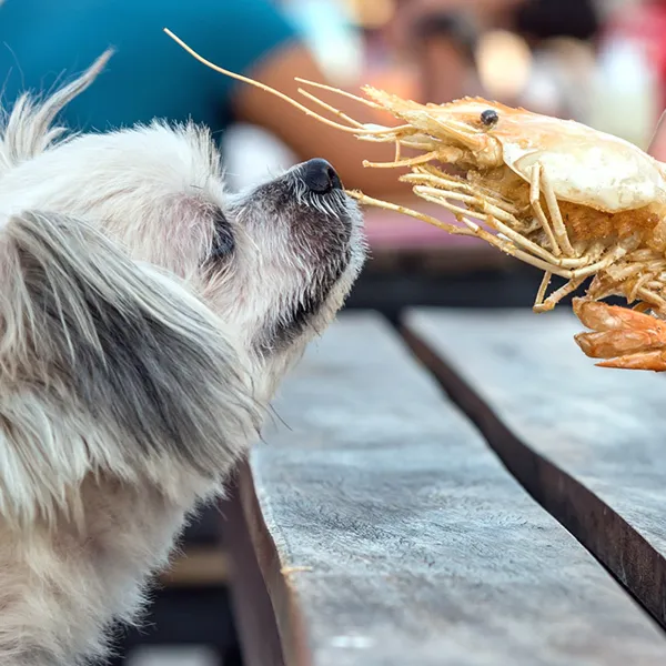 Shih Tzu Functions of enzymes