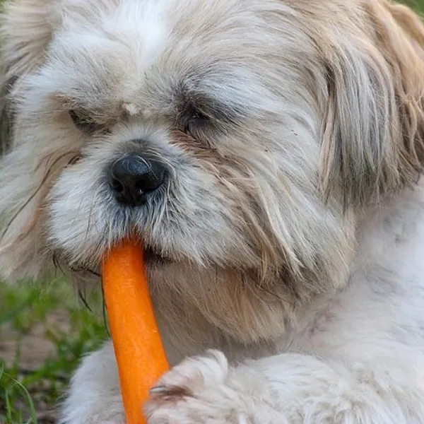 Shih Tzu - Recommended Enzyme Supplements