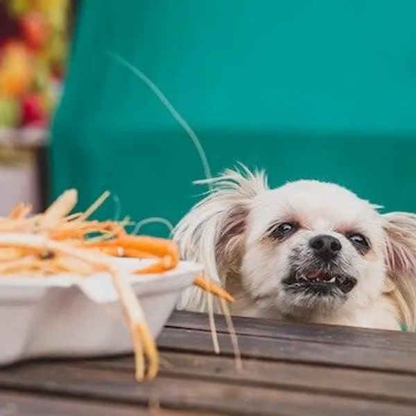 Shih Tzu - digestive enzymes