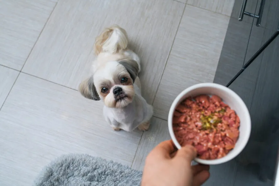 The best enzymes for a Shih Tzu