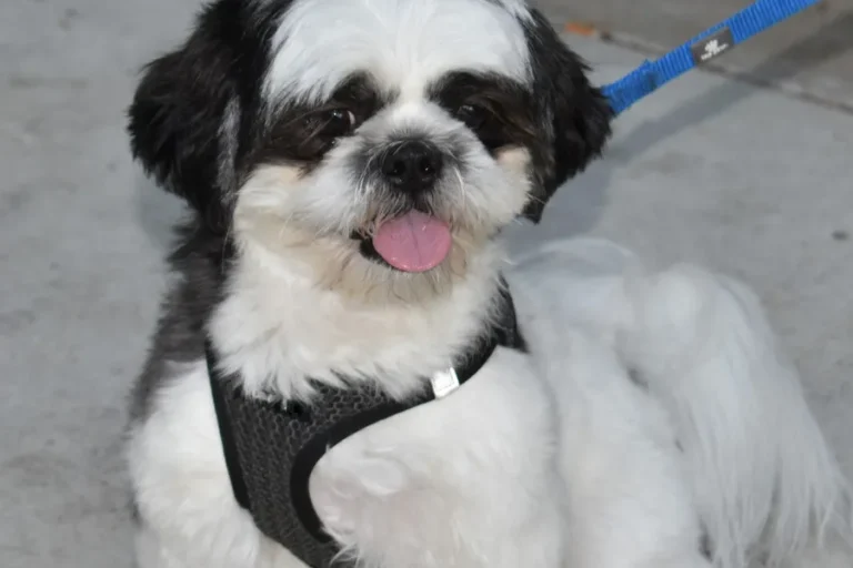 Best Harness for a Shih Tzu - Harness Reviews