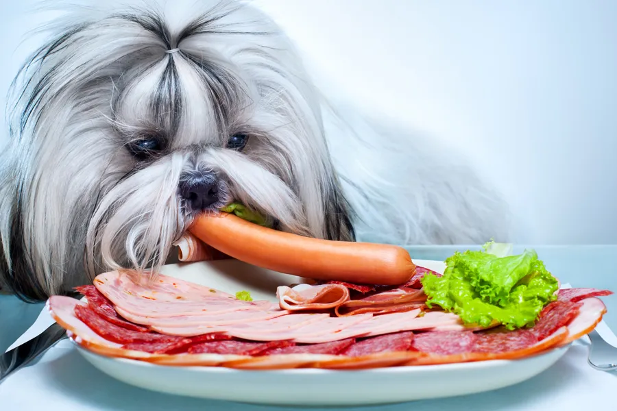 Homemade food for Shih Tzu Shih Tzu Time