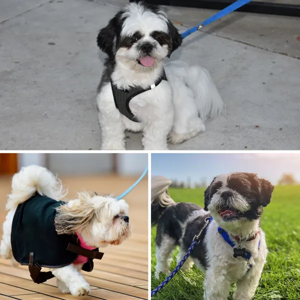 Shih Tzu top Harnesses to use