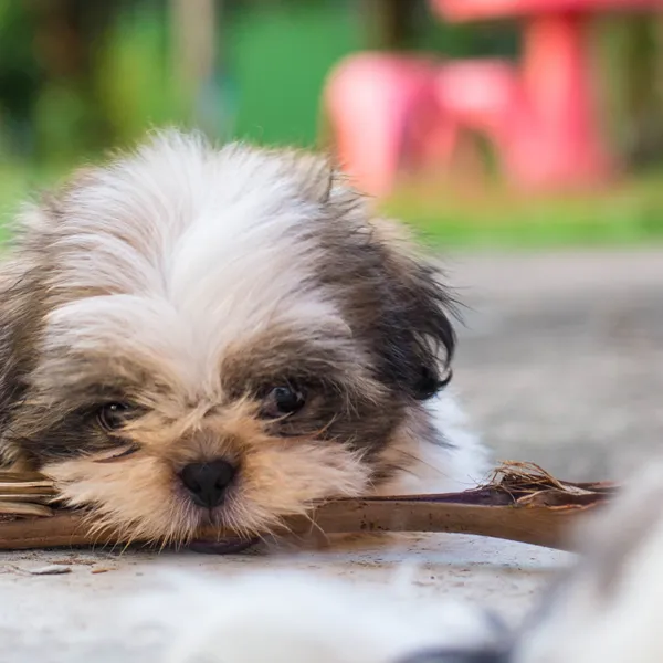 Homemade food for shih tzu puppy best sale