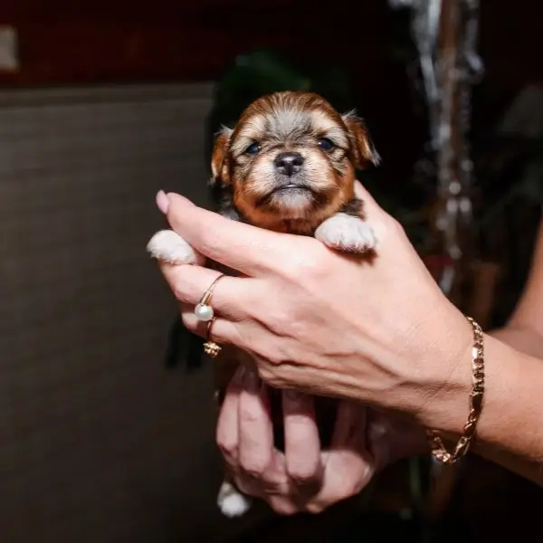 New Born Shih Tzu