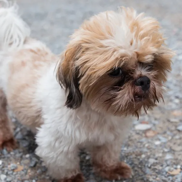 HOW TO MANAGE YOUR TZU WHEN IN SEASON