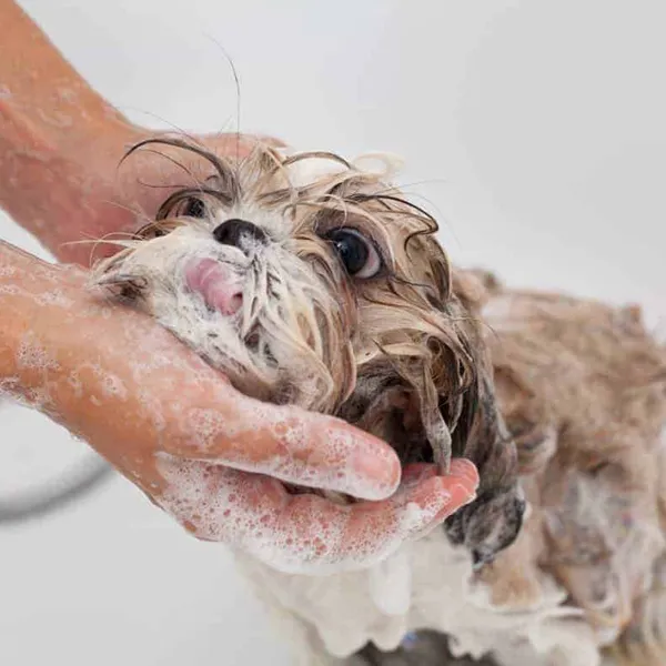 Hygiene Protection For Your Shih Tzu In Season