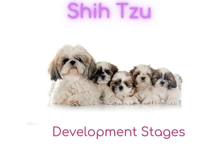 Shih Tzu Development Stages