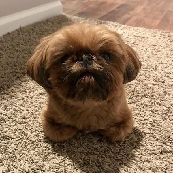 Shih Tzu FIVE MONTHS
