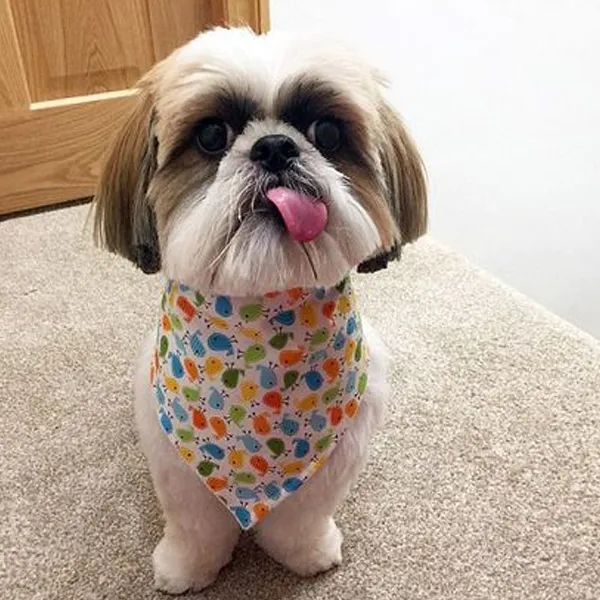 Shih Tzu SIX MONTHS