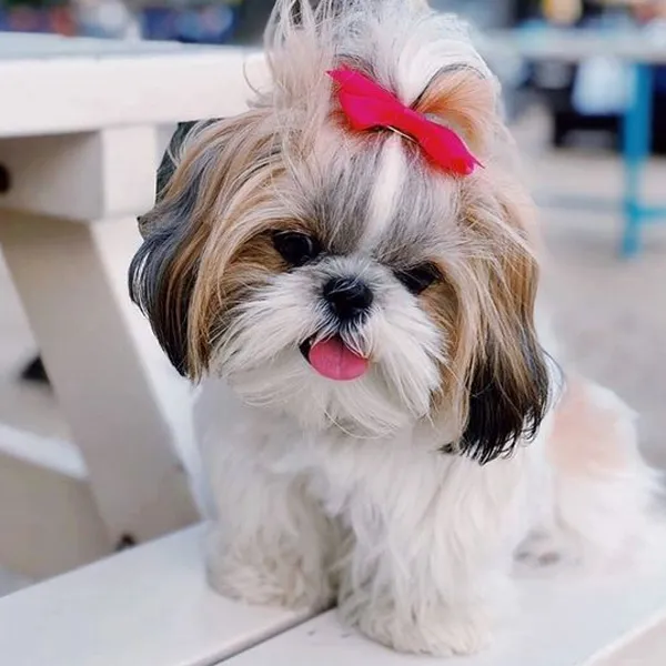 Shih Tzu TAKE IT HOME
