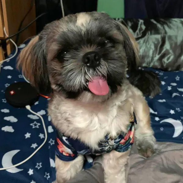 Shih Tzu TEN MONTHS