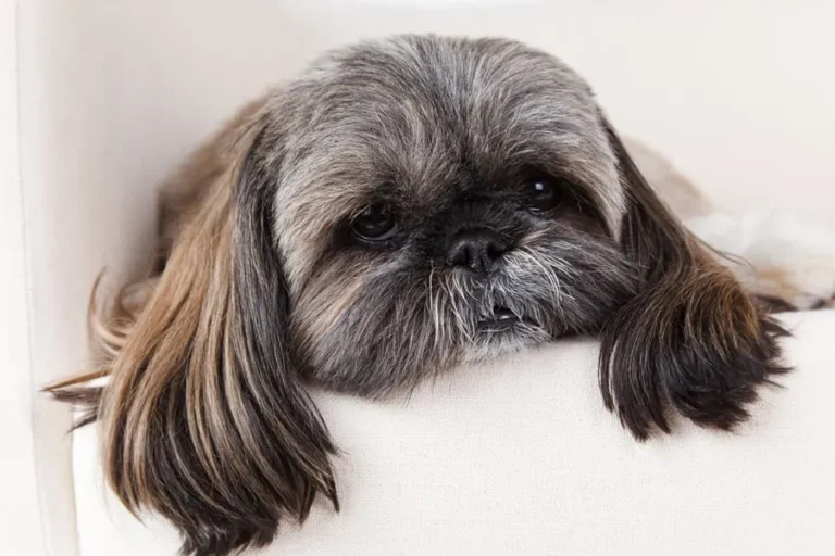 Shih Tzu first season