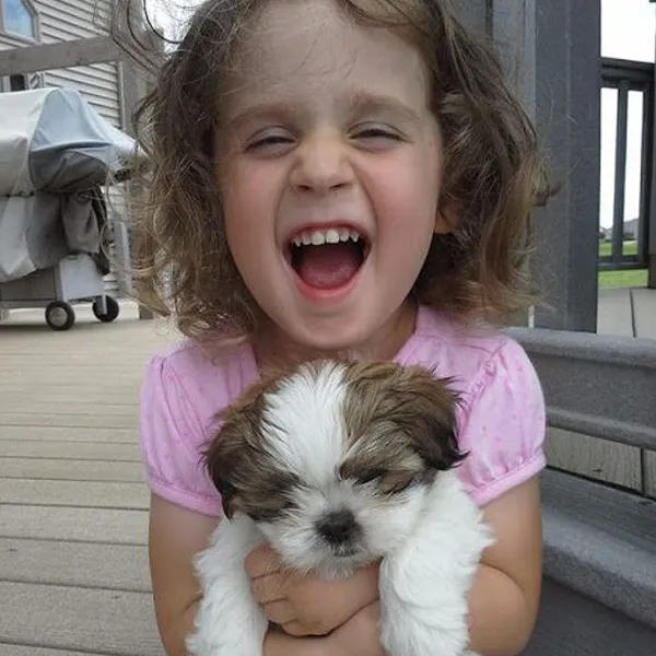 Shih Tzu puppy and little girl