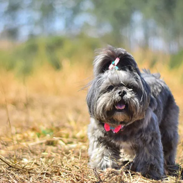 Shih Tzu and Hot weather