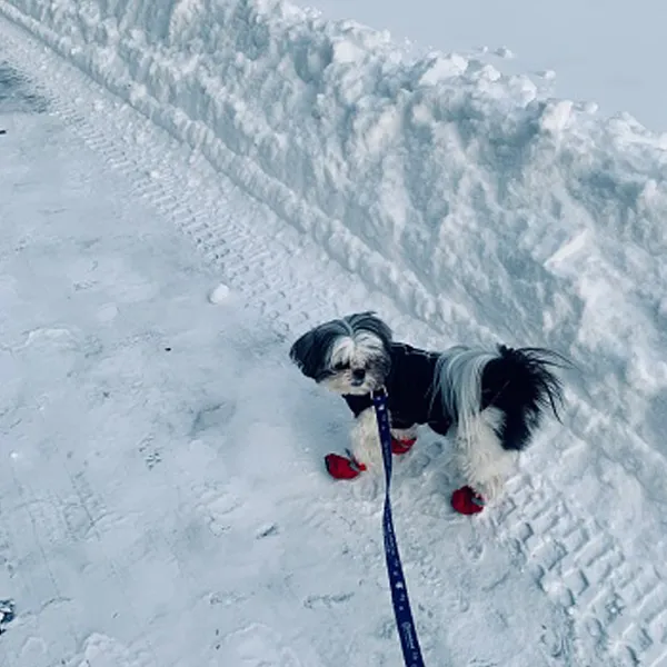 Shih Tzu and Low temperatures